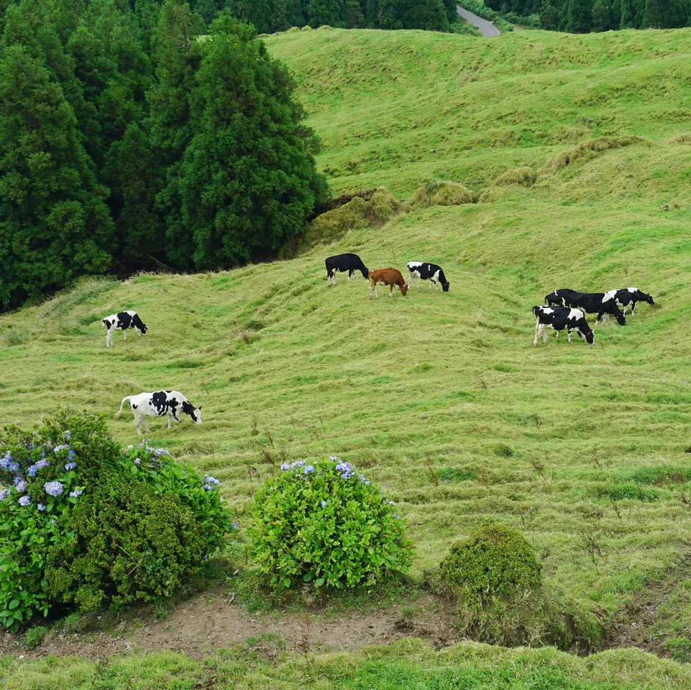 Vila Franca do Campo