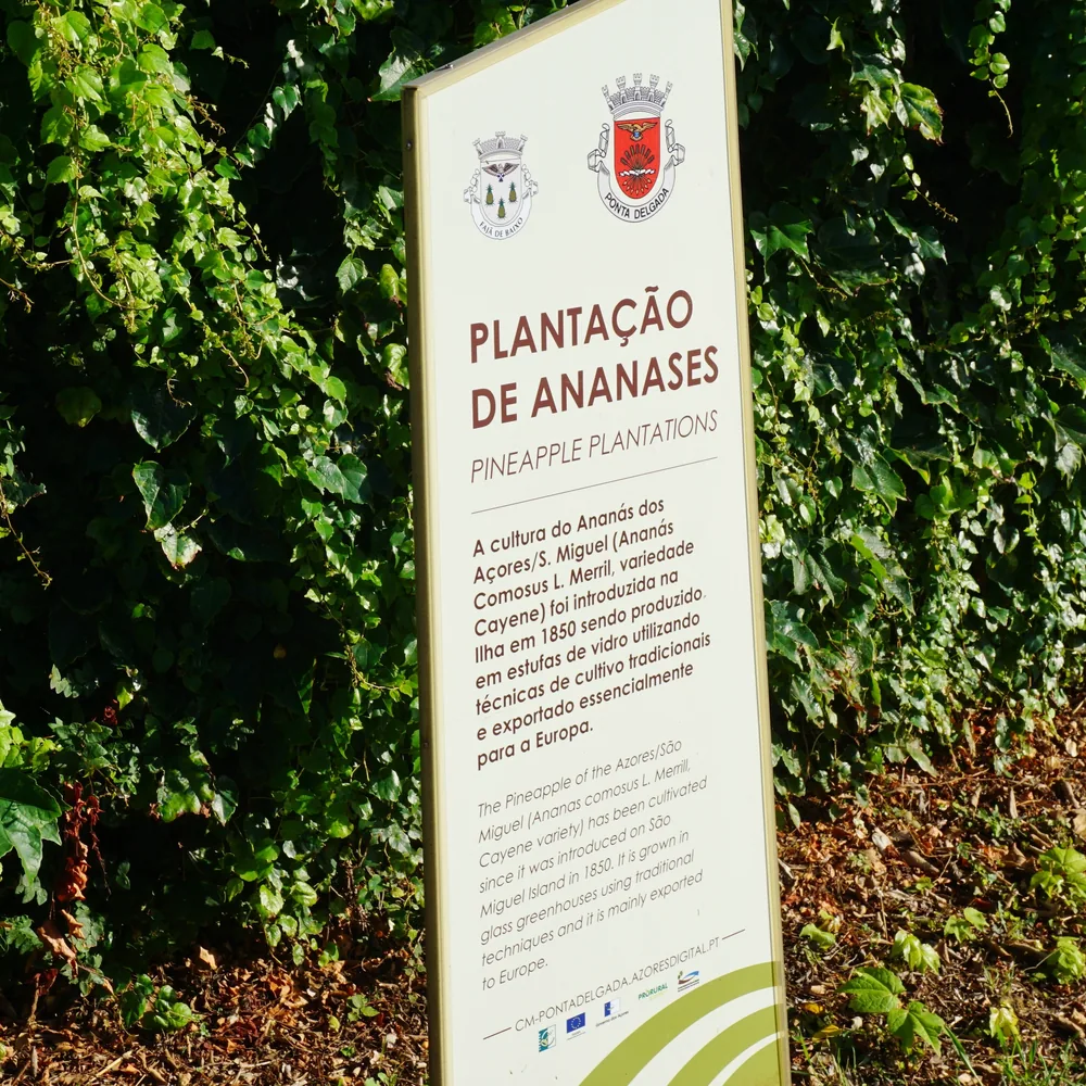 Ananases A Arruda