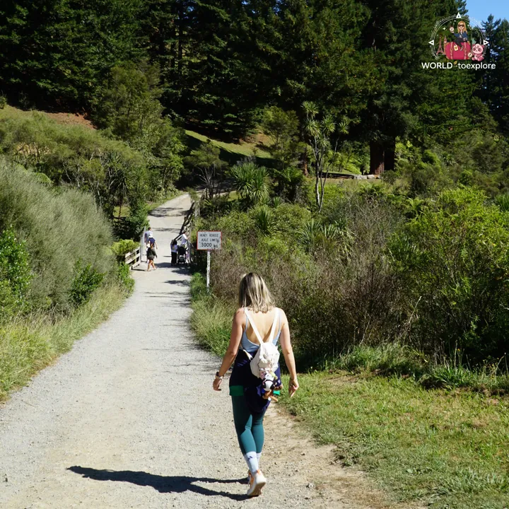 The author, seen from behind, walking along the compacted-earth trail of the Te Waihou Walkway towards a wooden bridge, flanked by tree ferns and native vegetation