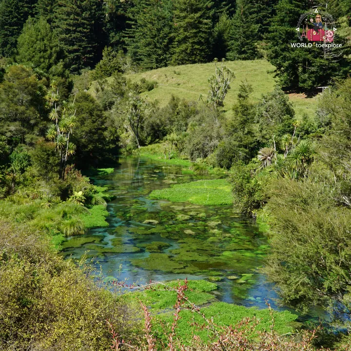 Elevated view of the Waihou River at the Blue Spring, with the clear water winding through green vegetation and a hill in the background