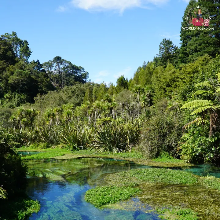 Panoramic view of the Blue Spring under a blue sky, with tree ferns and native vegetation lining the clear-water spring