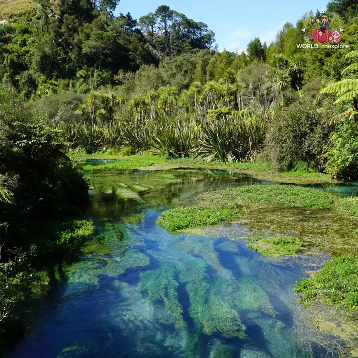 The turquoise, transparent water of the Blue Spring seen from the bridge, with channels of aquatic vegetation in the spring