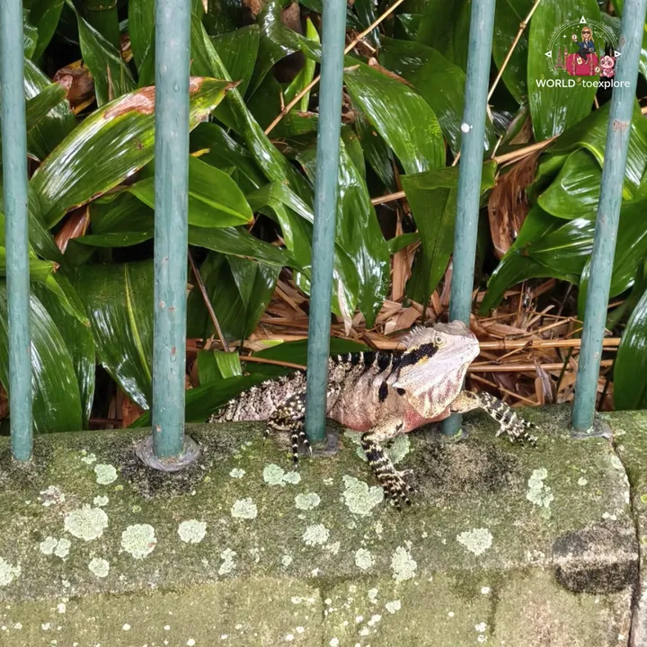 A water dragon perched on a stone wall, among the vegetation of the City Botanic Gardens
