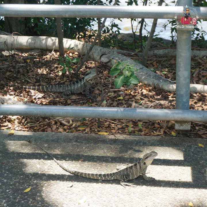 Two water dragons on a trail by the riverbank, at Kangaroo Point