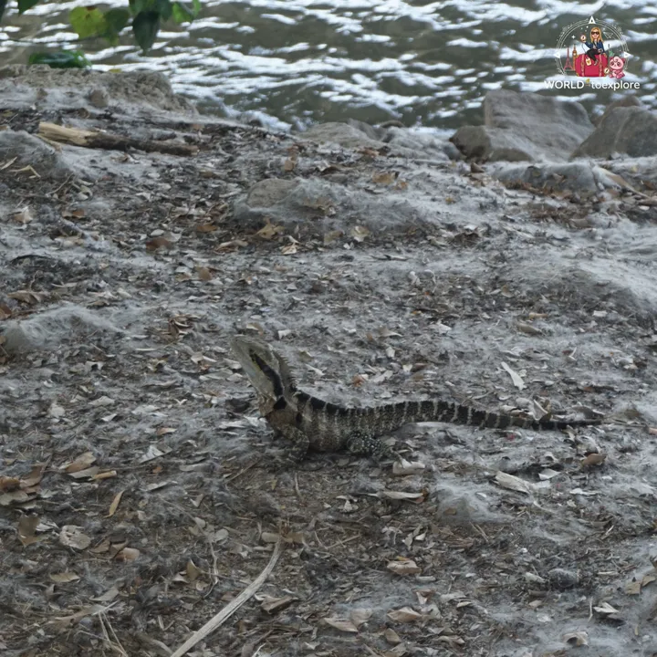 A water dragon on the bank of the Brisbane River, among dry leaves