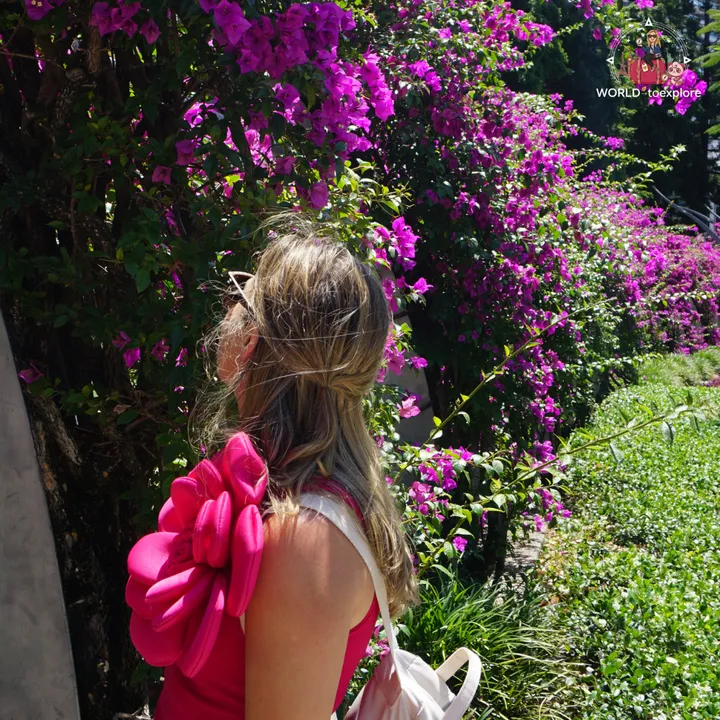 Looking at pink bougainvillea by the river, at Kangaroo Point