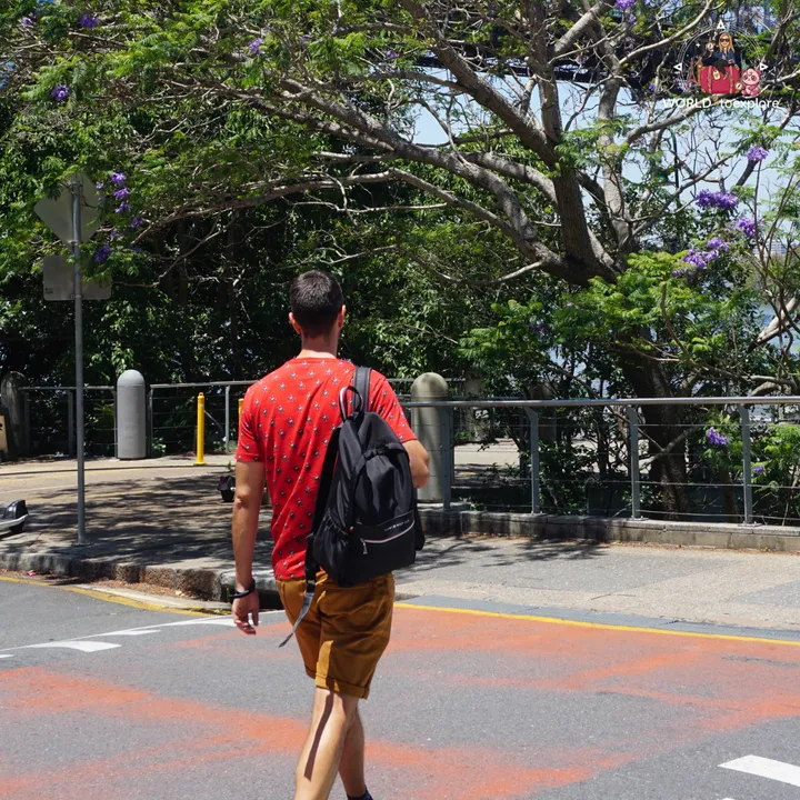 Crossing a Fortitude Valley street lined with jacarandas in bloom, with the Story Bridge in the background