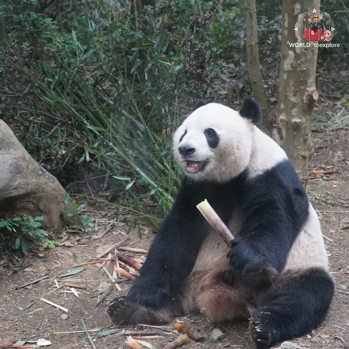 Giant panda sitting down eating a bamboo shoot, surrounded by vegetation