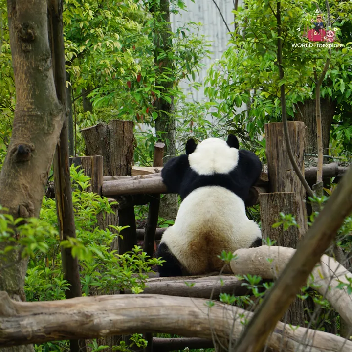 Giant panda seen from behind, leaning against a wooden structure, surrounded by vegetation