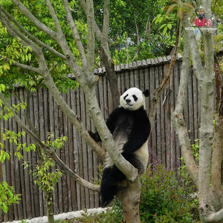 Giant panda balanced on a tree trunk, leaning against a wooden fence