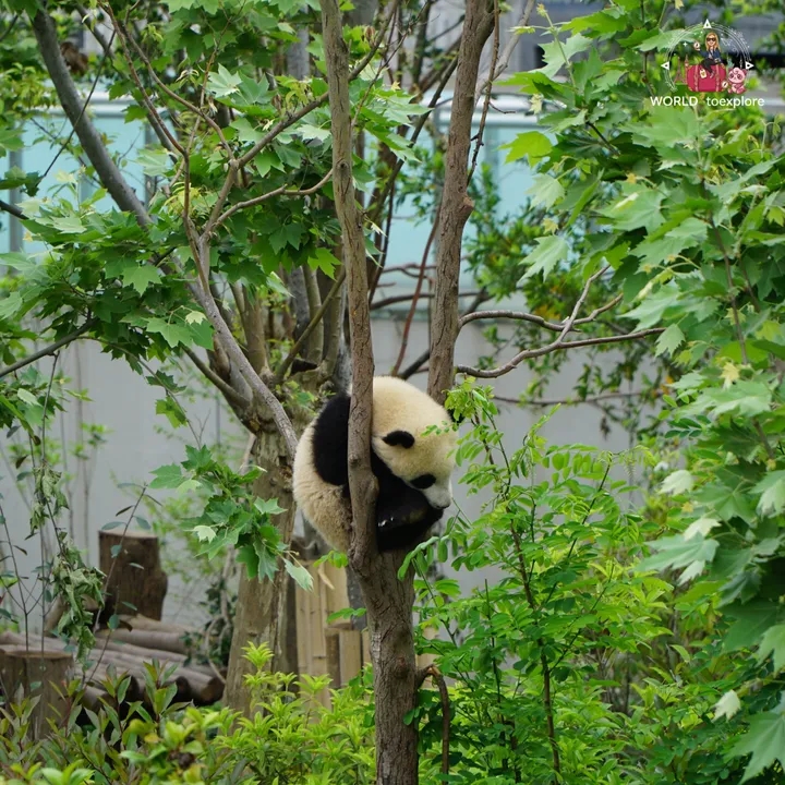 Giant panda cub clinging to a tree trunk, among the foliage