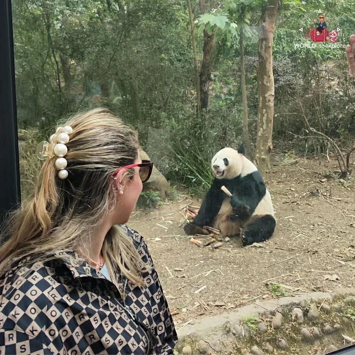 Cristina watching a giant panda eat bamboo through the glass of one of the enclosures
