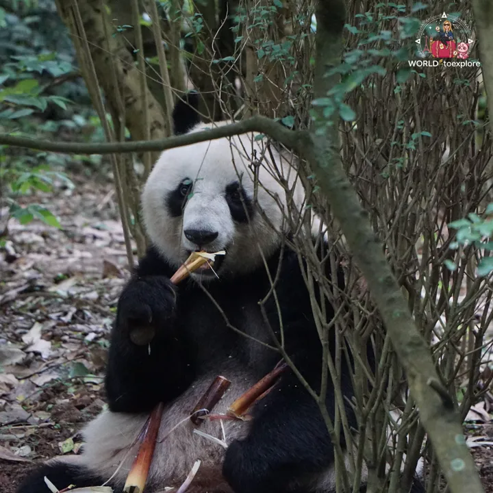 Giant panda eating bamboo among the foliage, with its snout covered in leftover food