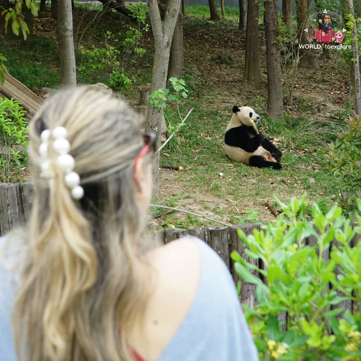 Giant panda sitting on the grass eating a bamboo shoot, seen from a distance behind a wooden fence