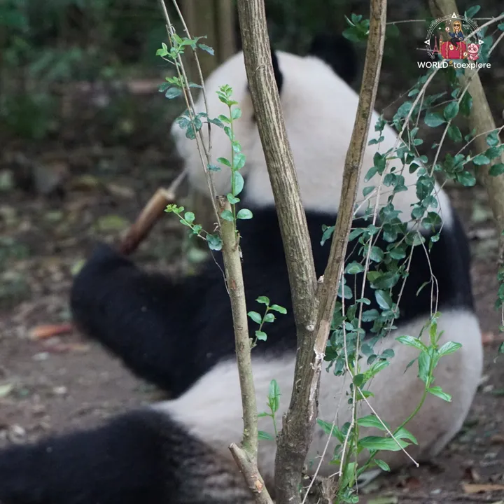 Giant panda seen from behind, among branches and leaves, with another panda blurred in the background
