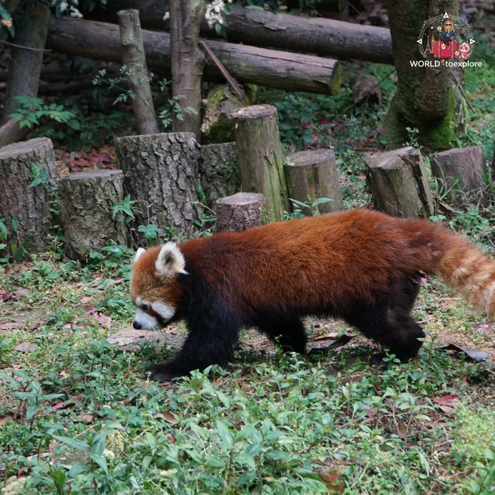 Red panda walking along a log, next to a wooden fence
