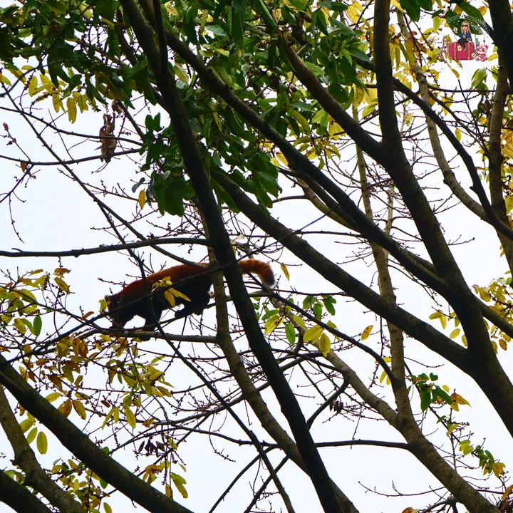 Red panda climbing up through the branches of a tree