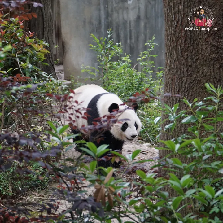 Giant panda walking along a dirt path, between shrubs and trees