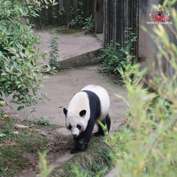 Giant panda walking across a concrete enclosure, next to a wooden structure
