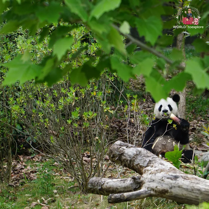 Giant panda sitting down eating a bamboo shoot, half-hidden behind branches and leaves