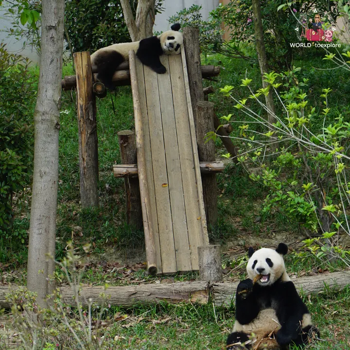 Giant panda lying on a wooden slide, with another panda eating bamboo in the foreground