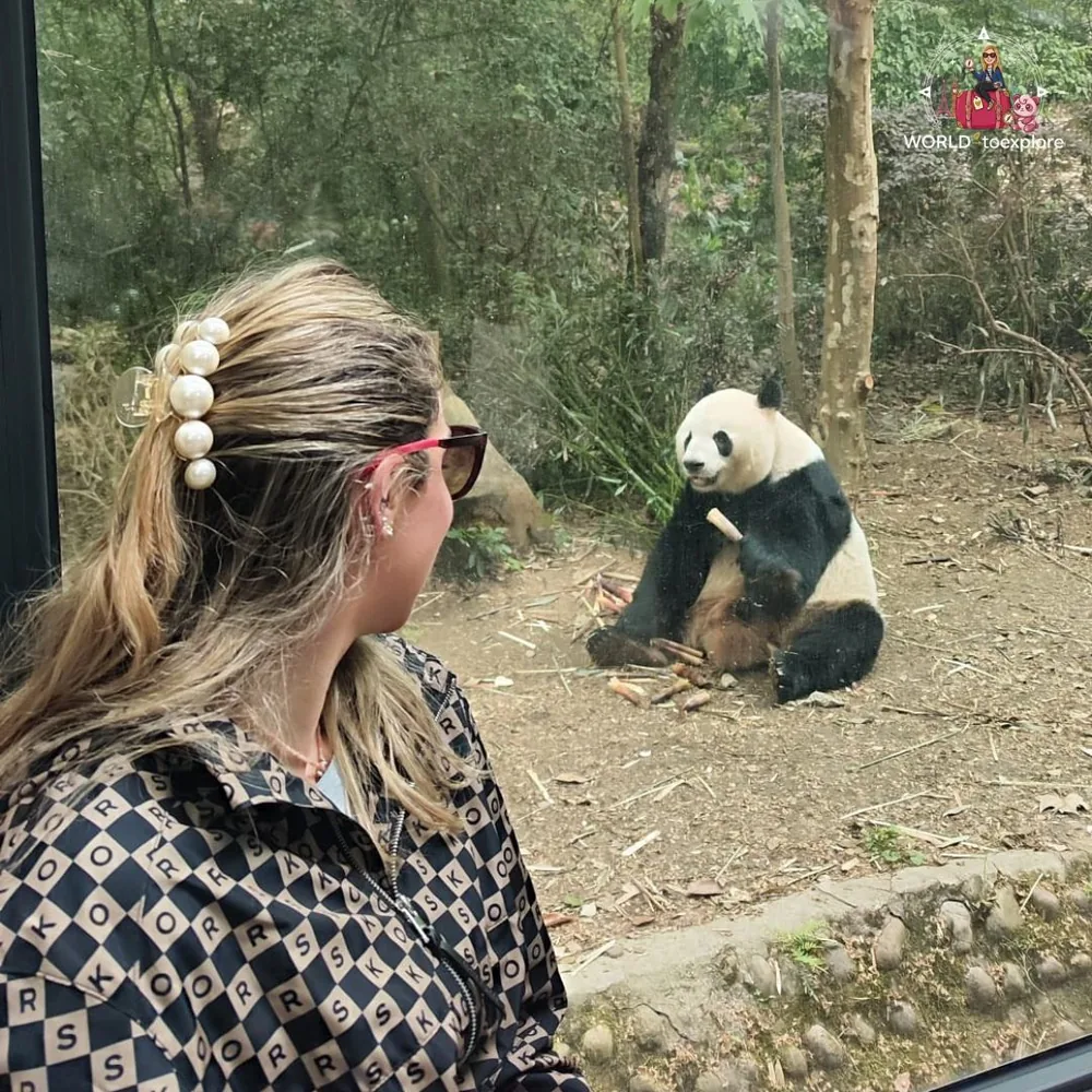 Panda gigante a comer bambu em Chengdu
