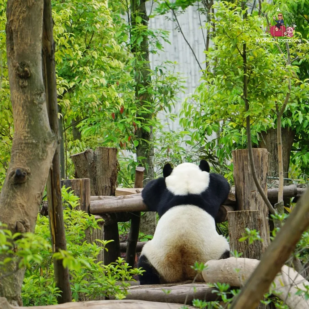Panda gigante numa árvore em Chengdu