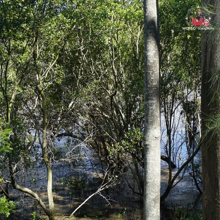 Wooden boardwalk over the mangrove area beside the river, with the trees reflected in the water