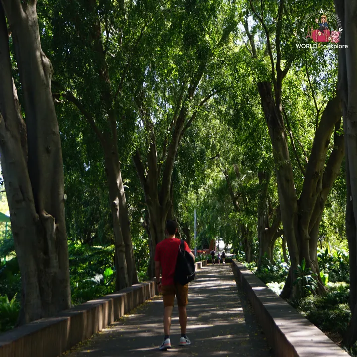 Walking along a tree-lined avenue, with dense shade and the path disappearing into the distance