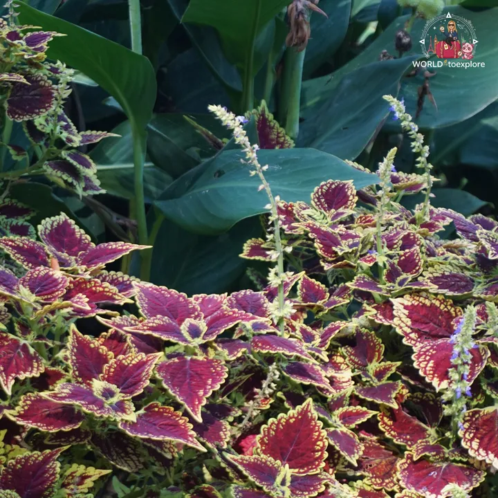 Colourful flower bed with red and yellow coleus leaves among tropical foliage