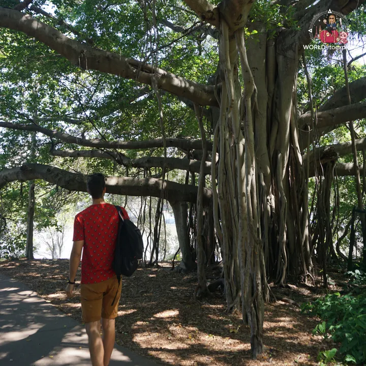 Walking under a huge century-old Moreton Bay fig, with aerial roots hanging from the branches