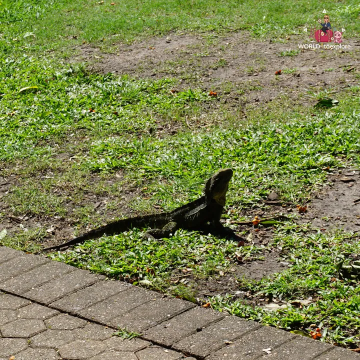 A water dragon on the grass, next to a stone path