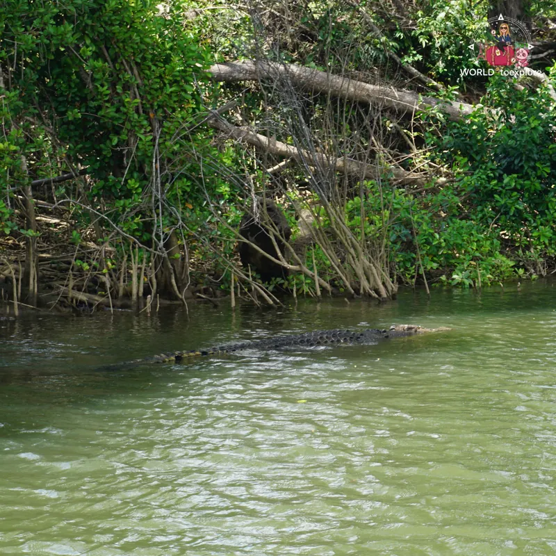 Saltwater crocodile by the bank of the Daintree River, seen from the boat
