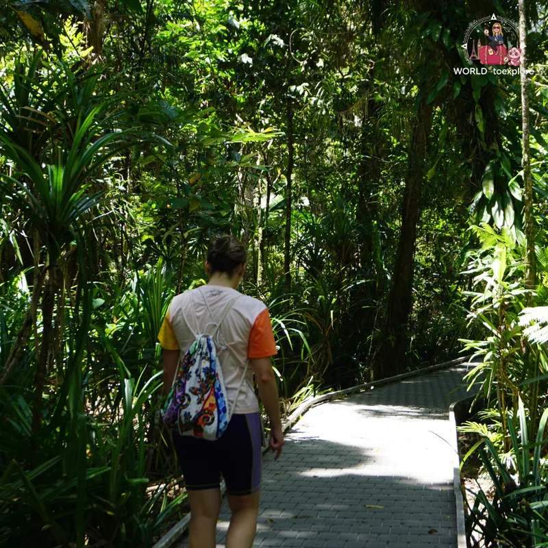 Walking along the wooden Marrdja Boardwalk, surrounded by rainforest