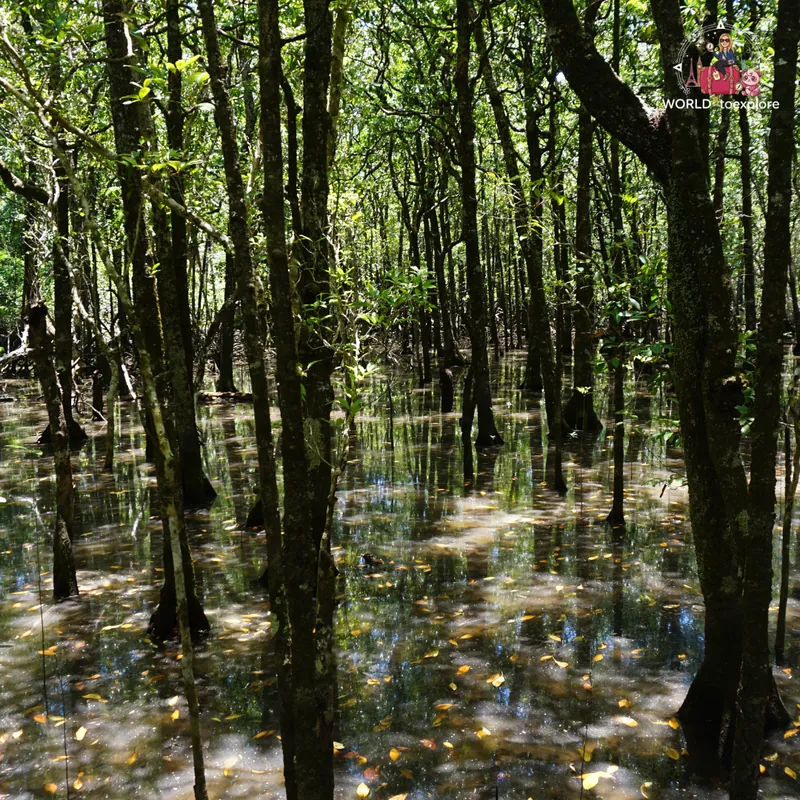 Flooded forest with trunks reflected in the water, on the Marrdja Boardwalk