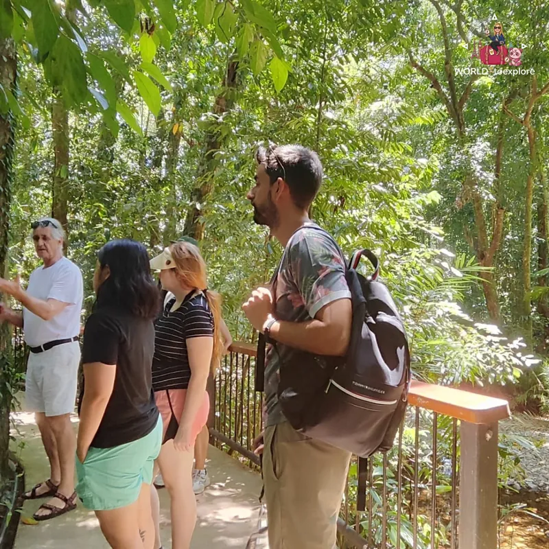 The group listening to the guide's explanations during the walk in the Daintree