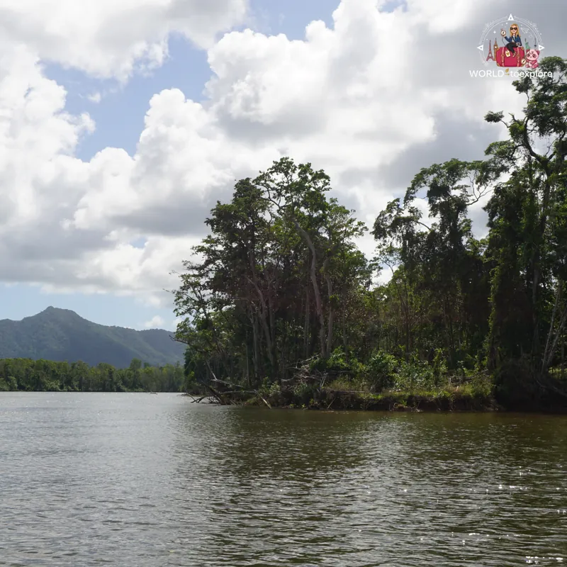 Bank of the Daintree River with tall trees and mountains in the background