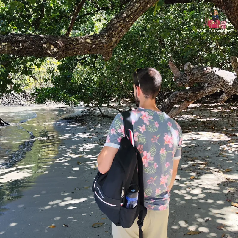 By a watercourse on Cape Tribulation beach, in the shade of the trees