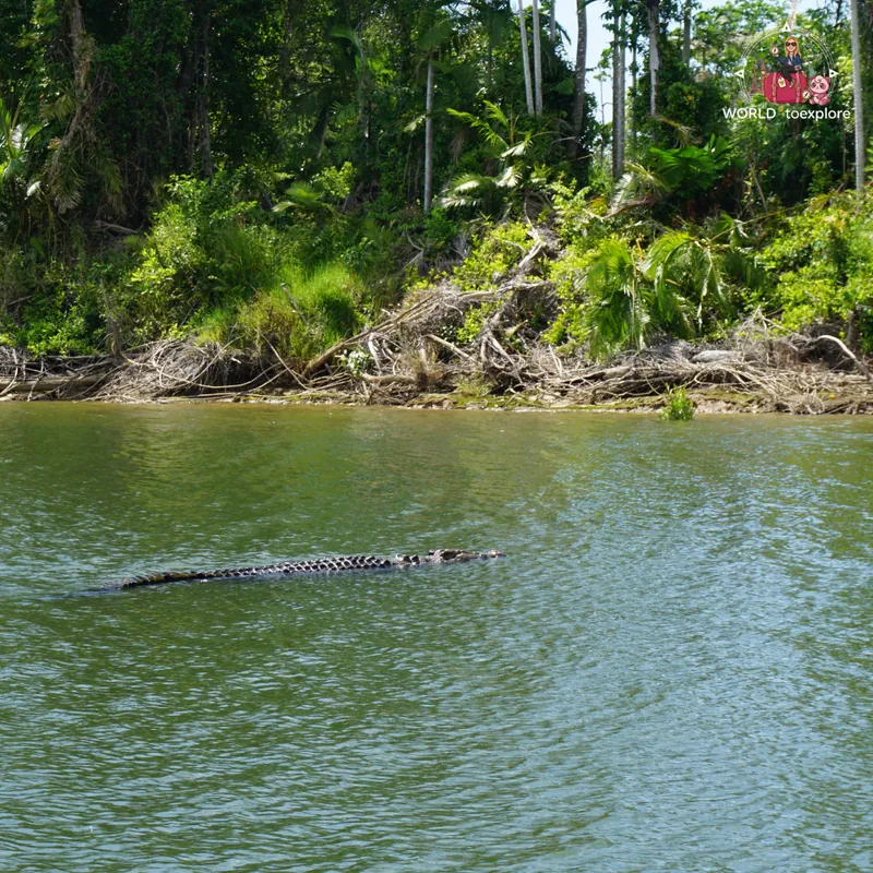 Saltwater crocodile swimming near the bank of the Daintree River