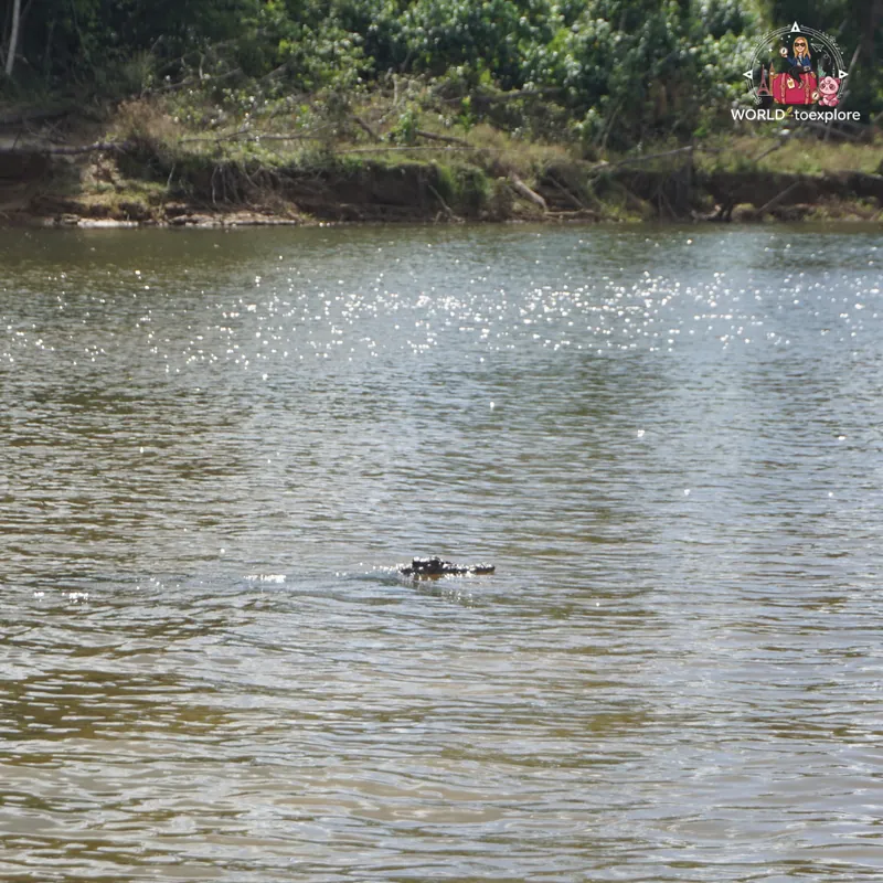 Crocodile at the surface of the Daintree River, seen from a distance