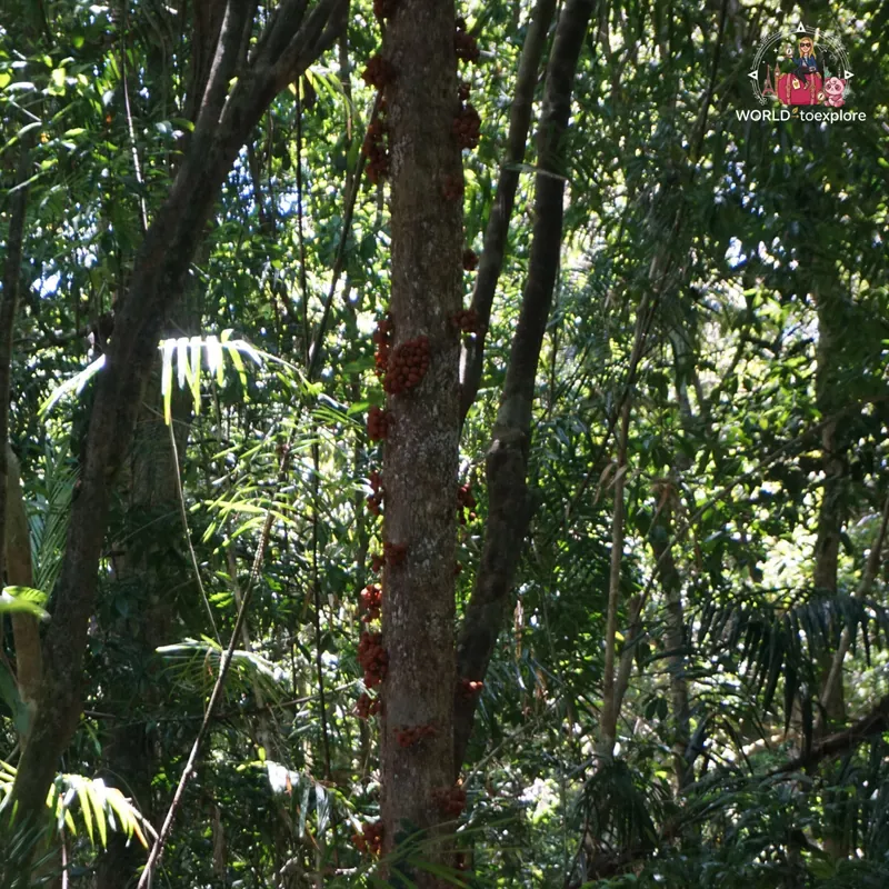 Tree trunk covered in red fruit in the Daintree rainforest