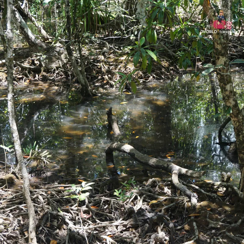 Watercourse deep in the forest, on the Daintree's Marrdja Boardwalk