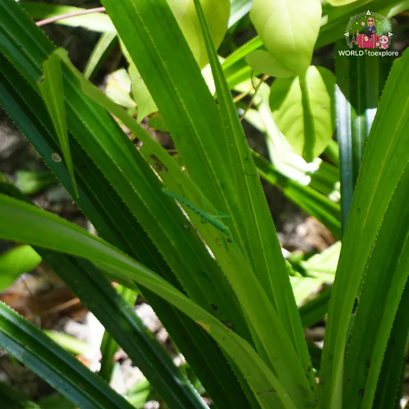 Close-up of the lush green vegetation of the Daintree rainforest