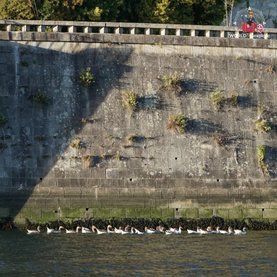A group of birds swimming in a line beside a stone wall on the banks of the River Douro