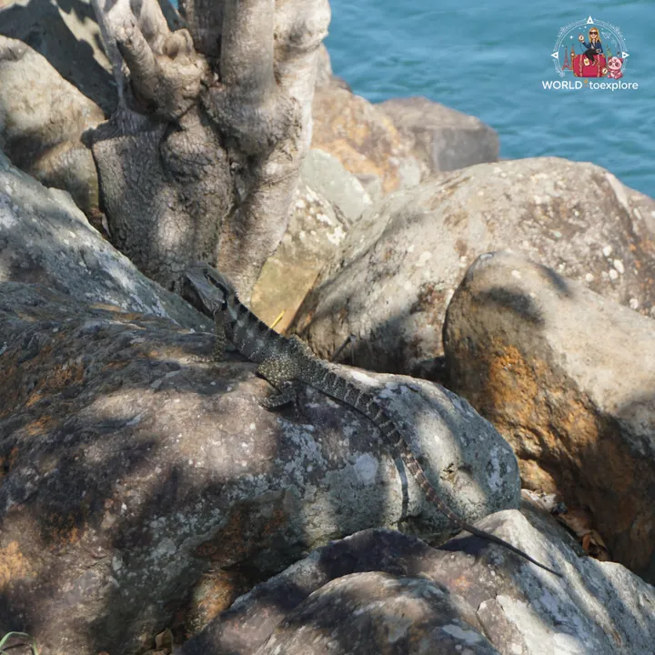 A water dragon on the rocks at Point Danger