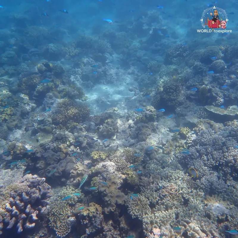 Great Barrier Reef, Australia
