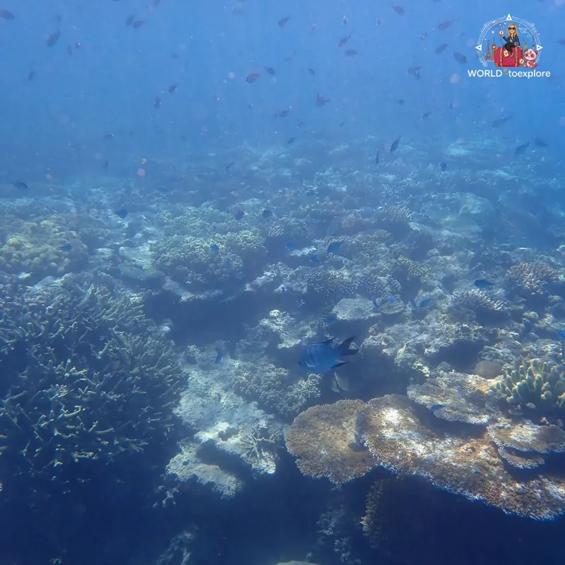 Great Barrier Reef, Australia