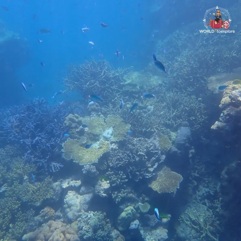 Great Barrier Reef, Australia
