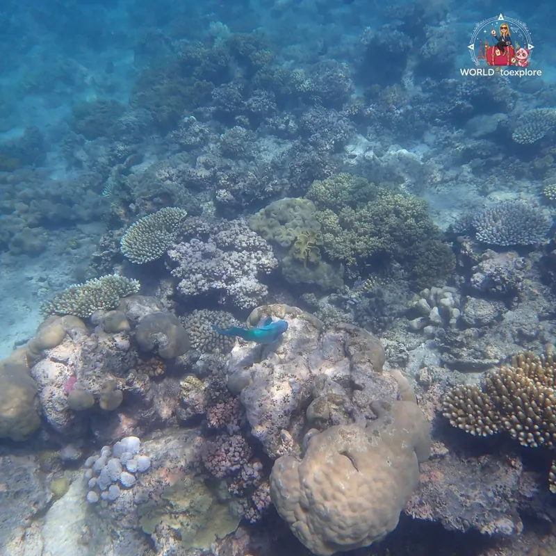 Great Barrier Reef, Australia