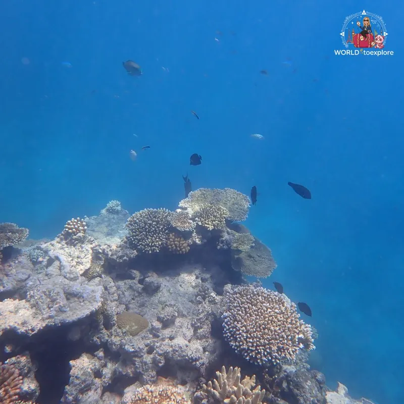 Great Barrier Reef, Australia